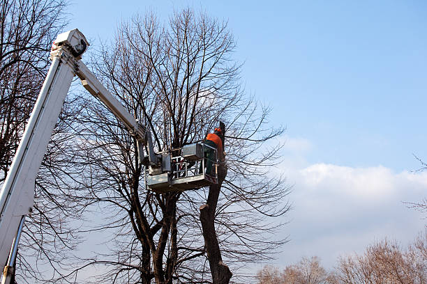 Best Fruit Tree Pruning  in Verona, KY