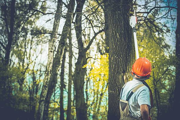 Best Seasonal Cleanup  in Verona, KY